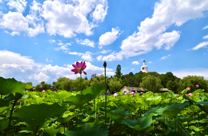 北海公园荷花盛放 古典园林邂逅夏日荷韵